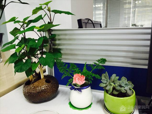 办公桌上摆放什么植物好，适合在办公室摆放的植物有哪些？（办公桌以放什么植物好）