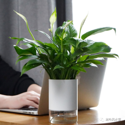 办公桌上摆放什么植物好，适合在办公室摆放的植物有哪些？（办公桌前放什么植物好）