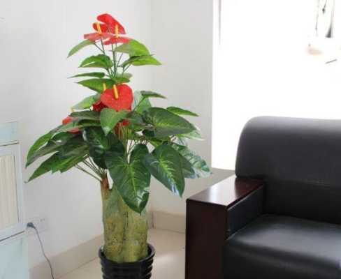 摆放办公室十种最旺气的小型植物？（办公室风水装修）
