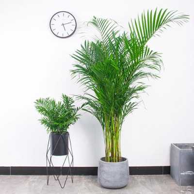 办公室大型盆栽植物有哪些？（办公室露台设计效果图）